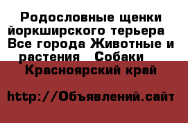 Родословные щенки йоркширского терьера - Все города Животные и растения » Собаки   . Красноярский край